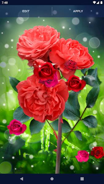 Red Rose Live Wallpaper Tangkapan skrin 0