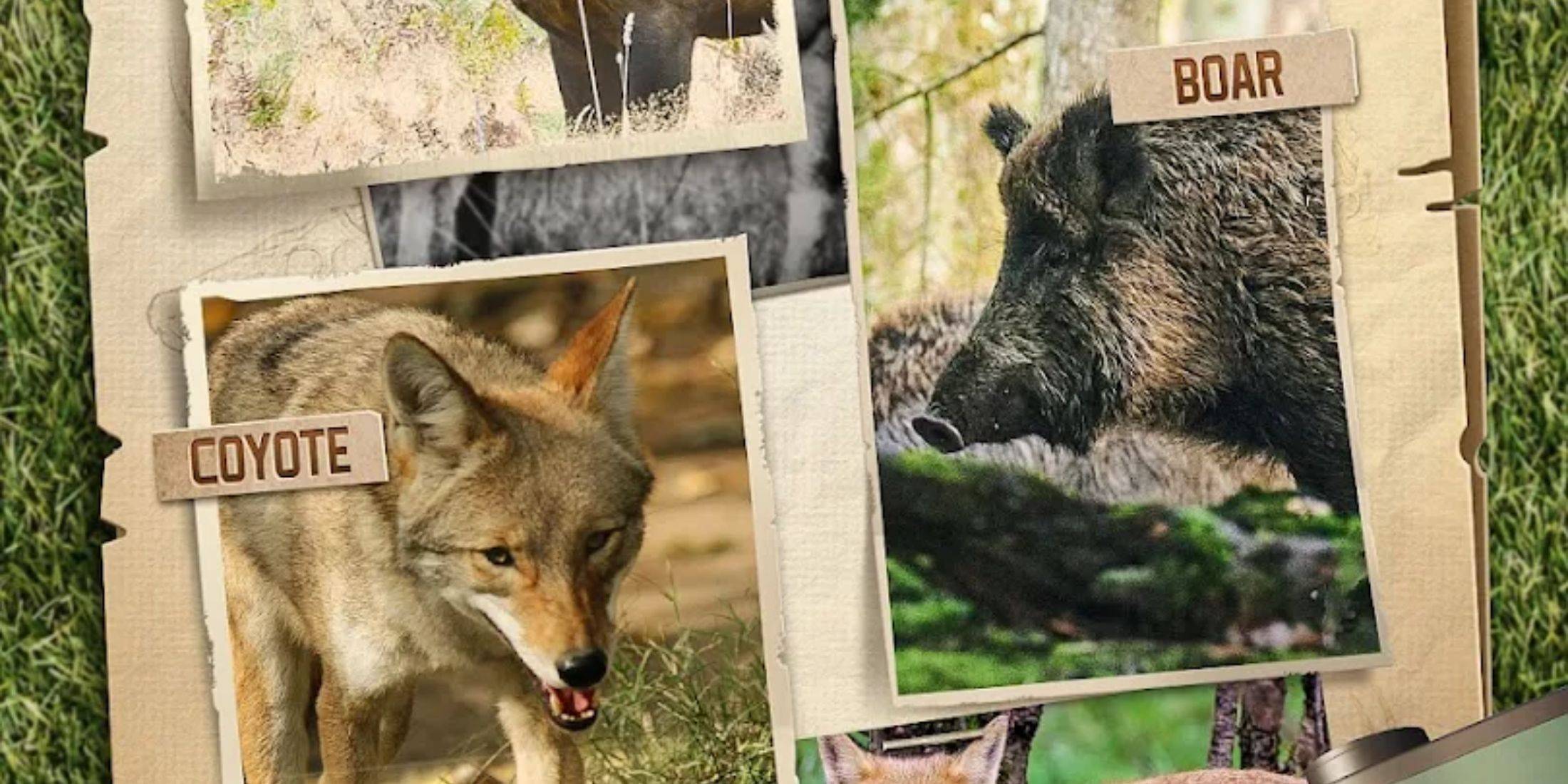 Polowanie kodów snajperskich