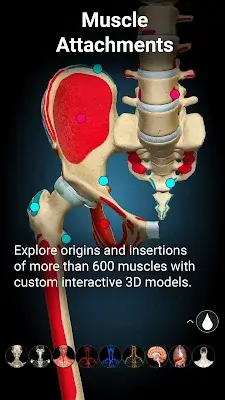 Schermata Anatomy Learning - 3D Anatomy 3