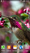 Hummingbirds Live Wallpaper Ảnh chụp màn hình 3