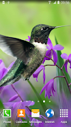 Hummingbirds Live Wallpaper Zrzut ekranu 1