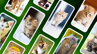 Kitten Wallpapers 4K ဖန်သားပြင်ဓာတ်ပုံ 0