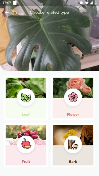 LeafSnap Screenshot 1