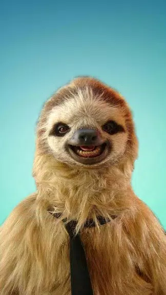 Sloth Wallpapers Captura de tela 0