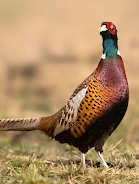 Pheasant sounds Screenshot 0