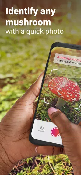 Picture Mushroom - Cogumelo ID Captura de tela 0