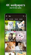 Kitten Wallpapers 4K স্ক্রিনশট 1