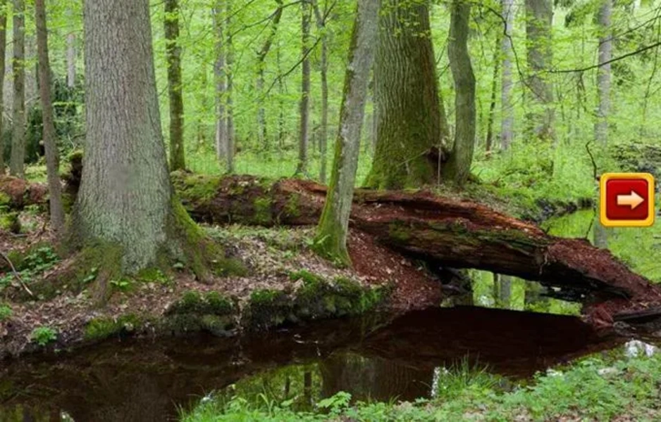 Abandoned Forest Treasure Escape Скриншот 1